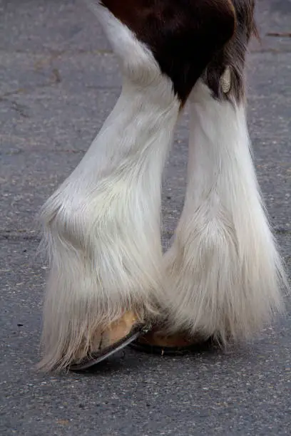 Clydesdale Horse hooves