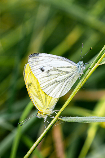 Two rapeseed butterflies sittning on grass staw anfd mating