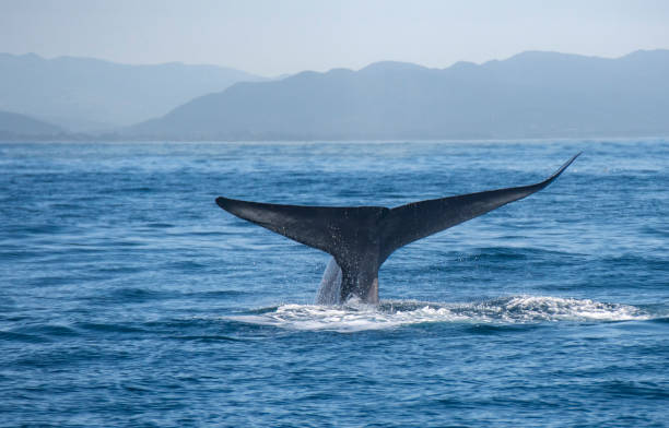 Blue Whale Tail Fluke Blue Whale Fluke Off San Clemente san clemente california stock pictures, royalty-free photos & images