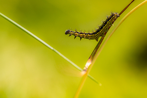 nettle butterfly caterpillars