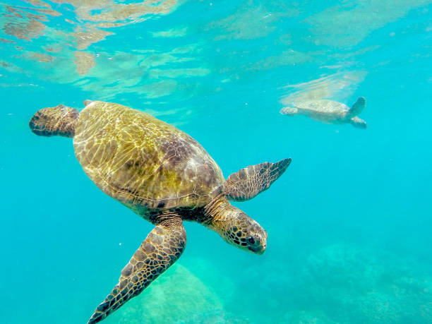 istock hawaii beaches with sea life 1330790935