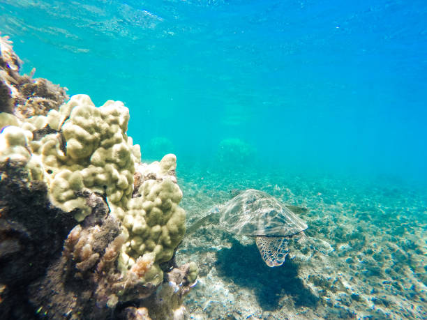 istock hawaii beaches with sea life 1330791037