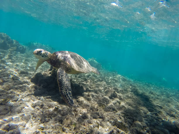 istock hawaii beaches with sea life 1330791070