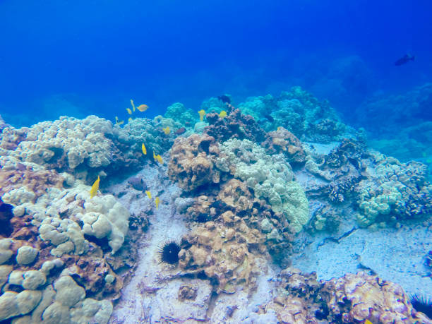 istock hawaii beaches with sea life 1330791084