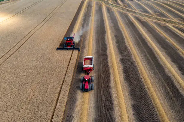 Photo of Combine harvesting in a field of golden wheat, Caledon, Canada