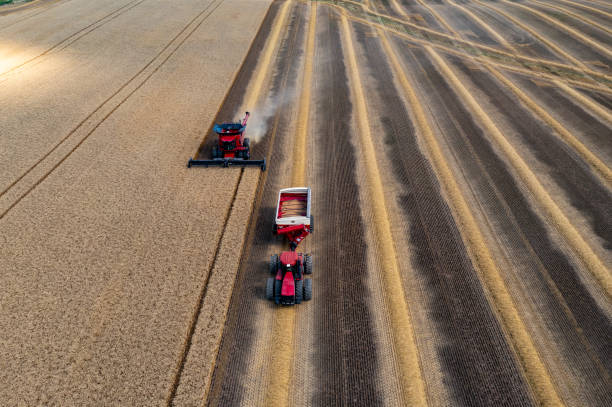 combine harvesting in a field of golden wheat, caledon, canada - equipamento agrícola imagens e fotografias de stock