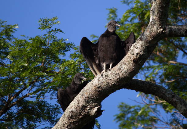 Closeup portrait of  two Black Vulture (Coragyps atratus) sitting in tree wings spread Pampas del Yacuma Bolivia. stock photo