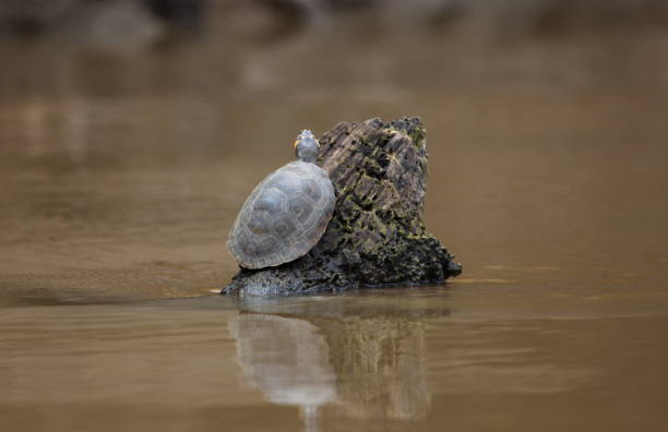 istock Single Yellow-spotted river turtle (Podocnemis unifilis) holding onto log in running stream Pampas del Yacuma, Bolivia. 1330792073