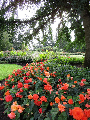 Bright Flowerbed Blooming in Stanley Park Perennial Garden, Summer 2020