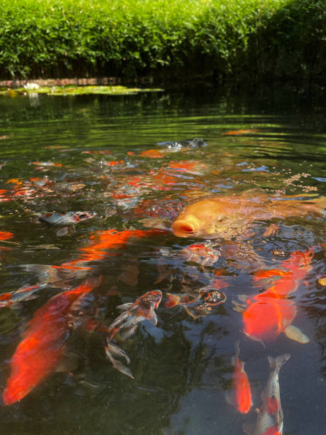 istock Close-up image of water surface of fish pond with calico patterned, shubunkin goldfish swimming with large Chagoi, Kohaku, Sanke and Ogon koi carp, feeding frenzy, focus on foreground 1330794171