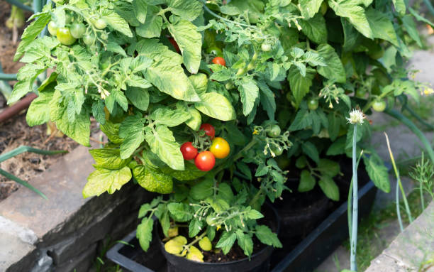 istock Growing cherry tomato, blooming, ripening of tomatoes. 1330794243