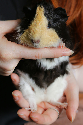 Stock photo showing a female sow, ginger, black and white short-hair abyssinian guinea pig (tortoiseshell colours and pattern) being held by an unrecognisable person. This variety of guinea pig / cavy (abyssinian) has short hair with multiple rosettes and is ideal as a pet, since its hair stays neat, without tangling, and requires minimal brushing.