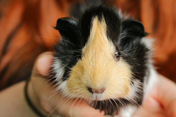 Close-up image of unrecognisable person holding a female, baby, orange / ginger, black and white short hair abyssinian guinea pig / tortoiseshell cavy in palm of hands, petting animal Stock photo showing a female sow, ginger, black and white short-hair abyssinian guinea pig (tortoiseshell colours and pattern) being held by an unrecognisable person. This variety of guinea pig / cavy (abyssinian) has short hair with multiple rosettes and is ideal as a pet, since its hair stays neat, without tangling, and requires minimal brushing. flared nostril photos stock pictures, royalty-free photos & images