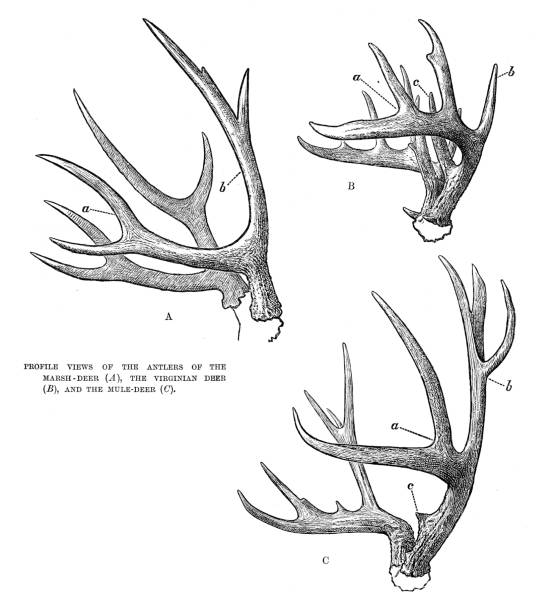 Antlers of deers engraving 1896 The Royal Natural History 1896 mule deer stock illustrations