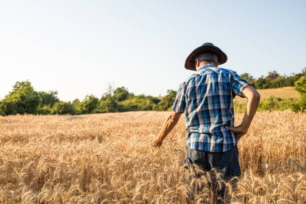 istock Harvesting Season 1330795394