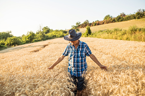 Mature farmer in a leather hat examining crops and admiring scenic view on ripe wheat field