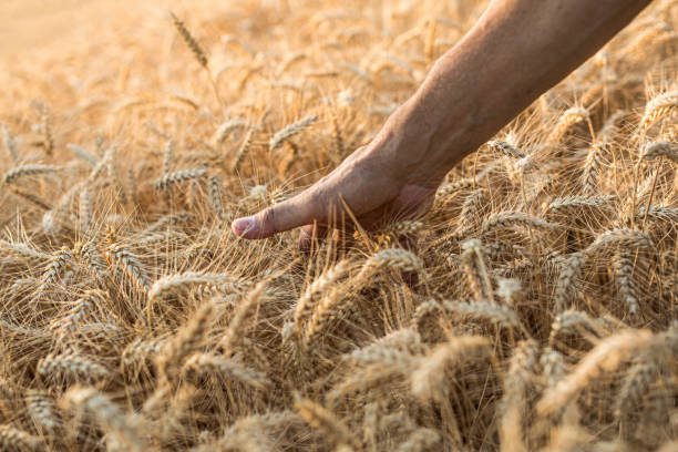 istock Golden Ripe Wheat Field 1330795411