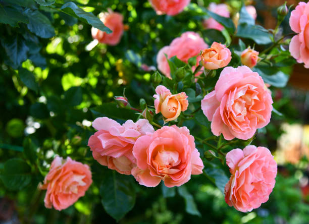 istock fragrant roses in the garden 1330795956