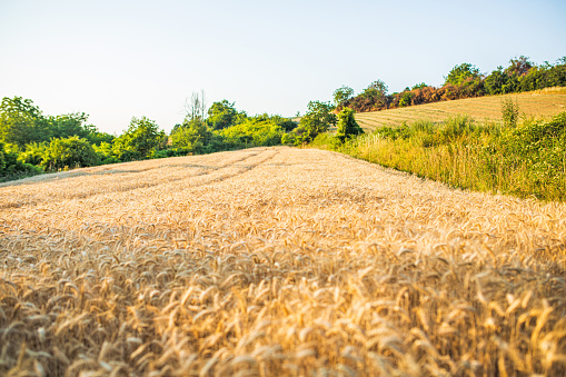 Autumn field of mature wheat. Concept harvesting.