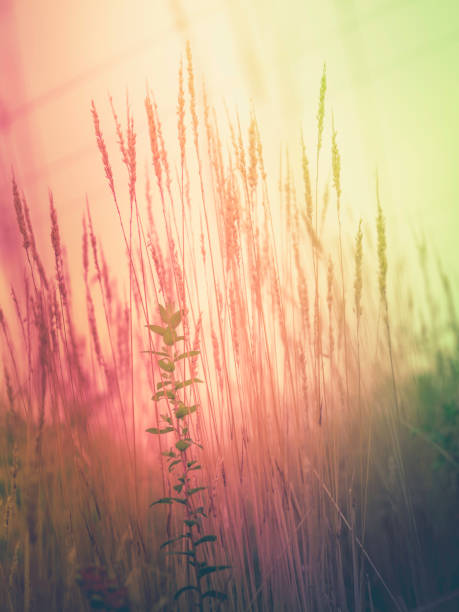 istock Soft abstract backdrop image with dried wild plants and grass stems at sunset. 1330796318