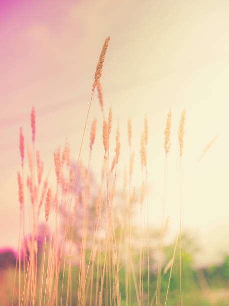 Graphic resource image for nature themes on soft retro-style backdrop with space for text and design.