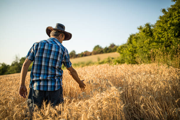 istock Harvesting Season 1330797126