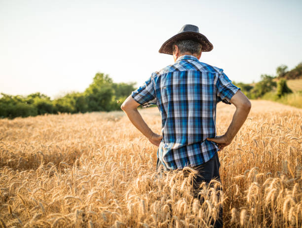 istock Farmer Looking at his Field of Wheat 1330797128
