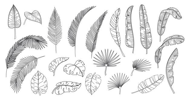 ÐÑÐ½Ð¾Ð²Ð½ÑÐµ RGB Line art tropical leaves. Outline forest palm monstera fern hawaiian leaves. Hand drawn tropical elements vector illustration. areca palm tree stock illustrations