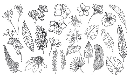 Line art tropical leaves and flowers. Outline forest palm monstera fern hawaiian leaves, orchid, hibiscus, plumeria flower. Hand drawn plant tropical elements vector illustration.