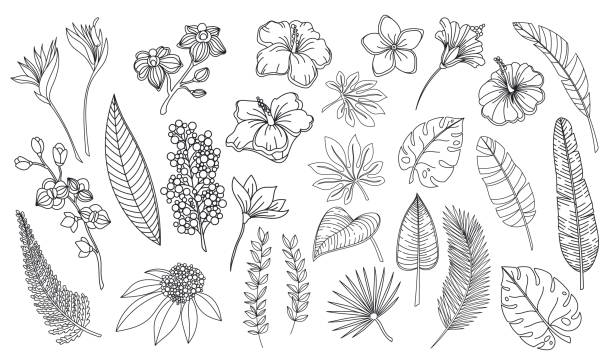 Line art tropical leaves and flowers Line art tropical leaves and flowers. Outline forest palm monstera fern hawaiian leaves, orchid, hibiscus, plumeria flower. Hand drawn plant tropical elements vector illustration. tropical bush stock illustrations