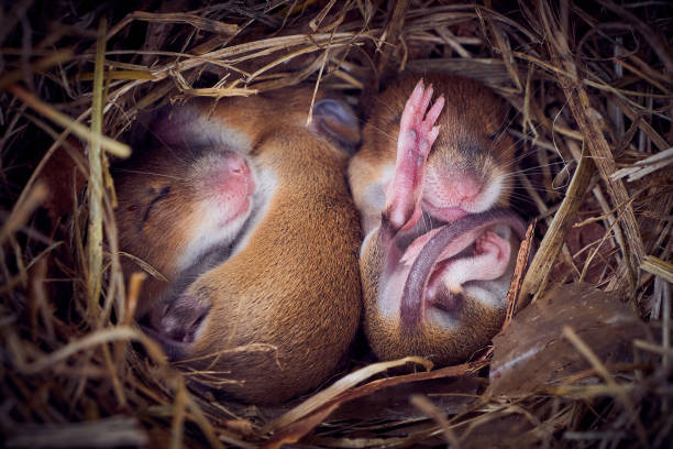 istock Baby mice sleeping in nest in funny position 1330798188