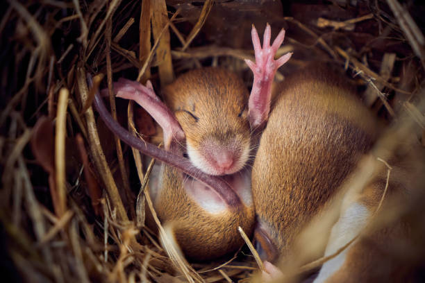 istock Baby mice sleeping in nest in funny position 1330798189