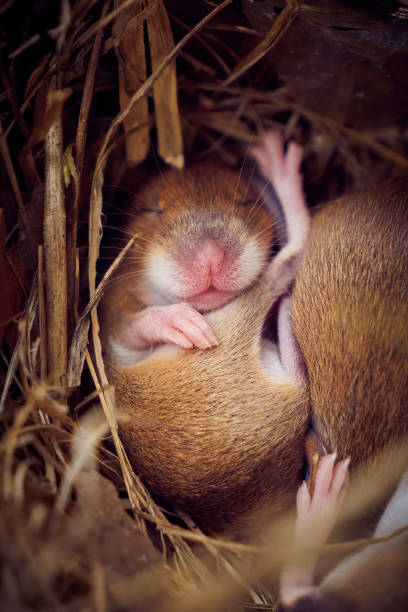istock Baby mice sleeping in nest in funny position 1330798190