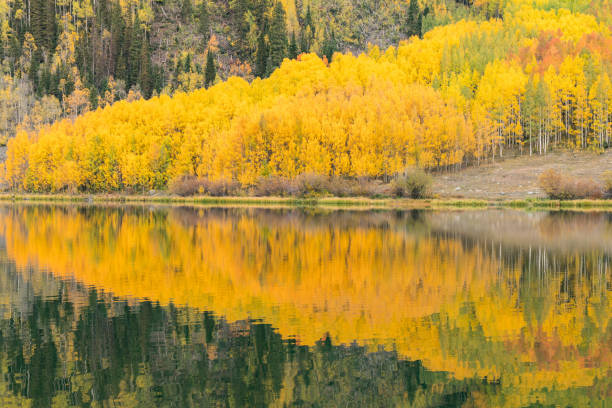 istock Reflection of Autumn Aspen Trees 1330801414