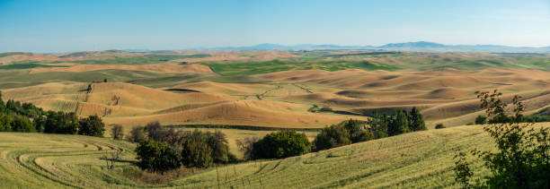 istock Magical wheat farm fields in palouse washington 1330804333