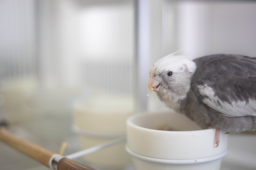 Parakeets in a cage playing and eating