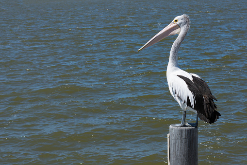 Australian Pelican,Pelecanus Conspicillatus keepin watch from its perch on a boat mooring post. Landscape orientation, room for text.