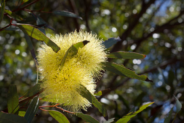 istock Yellow Flowering Gum 1330806092