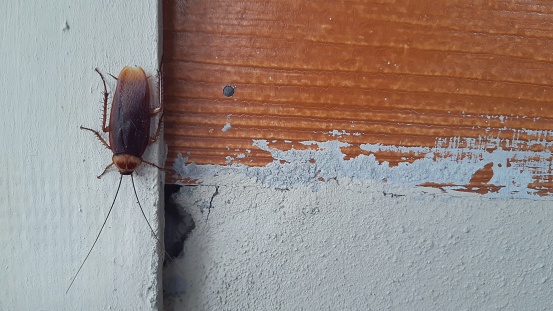 Cockroach crawling upside down on the wall.
