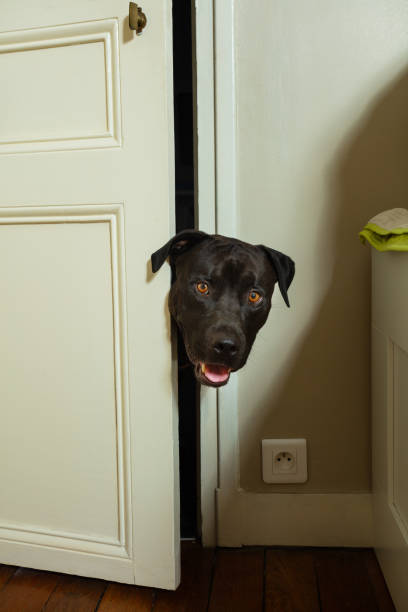 istock Head of curious dog looking inside the room 1330807485