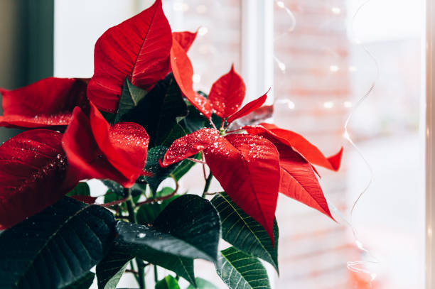 istock Christmas Poinsettia in ceramic pot 1330807597