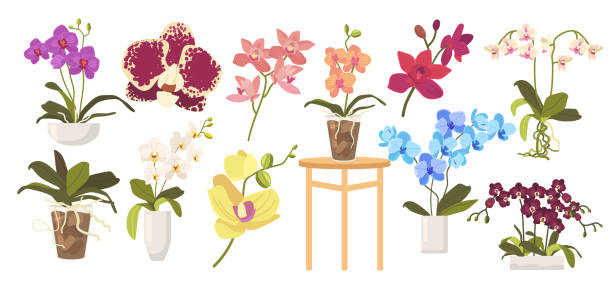illustrazioni stock, clip art, cartoni animati e icone di tendenza di set di orchidee in fiore dei cartoni animati, vasi da fiori, foglie e steli. fiori domestici isolati su sfondo bianco - moth orchid