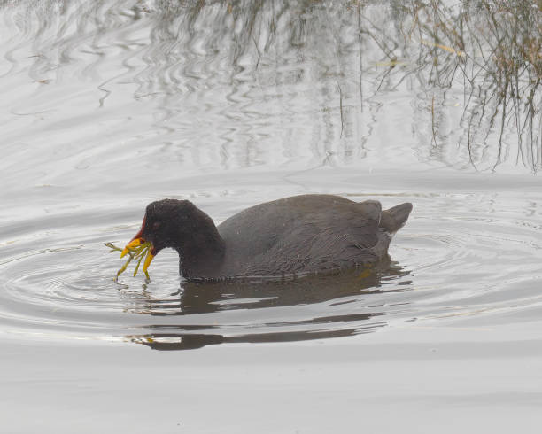 istock A single, adult Red-fronted Coot eats a plant stem 1330809328