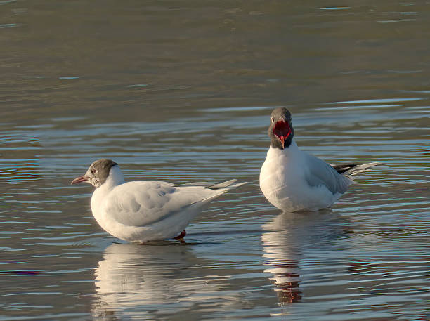 istock Two Brown-hooded Gulls paddle in a shallow lagoon 1330809354