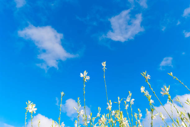 Low-angle shot of small white flowers under the blue sky and white clouds