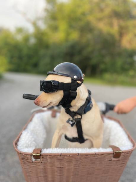 istock Dog on the run 1330811823
