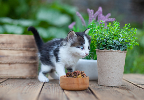 Kitten eats from a bowl outside in back yard
