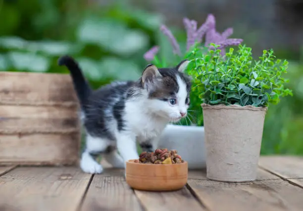 Photo of Kitten eats from a bowl outside in back yard