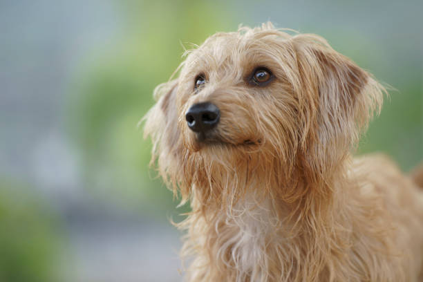 Animated portrait of a small tousled brown dog.