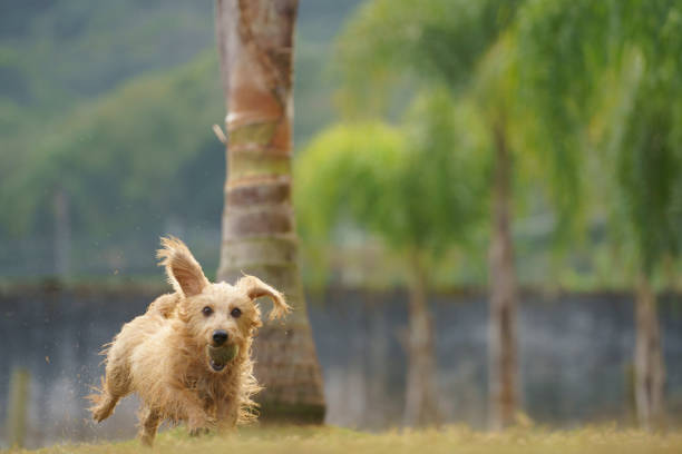 istock A happy brown dog playing in the park. 1330814852